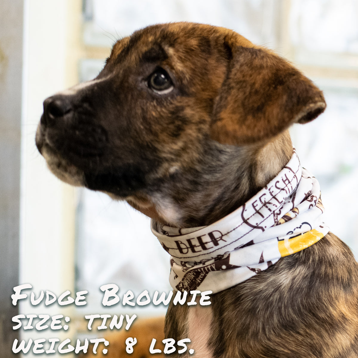 http://www.pupscruffs.com/cdn/shop/products/beerbuddyscruff_1200x1200.jpg?v=1625602745